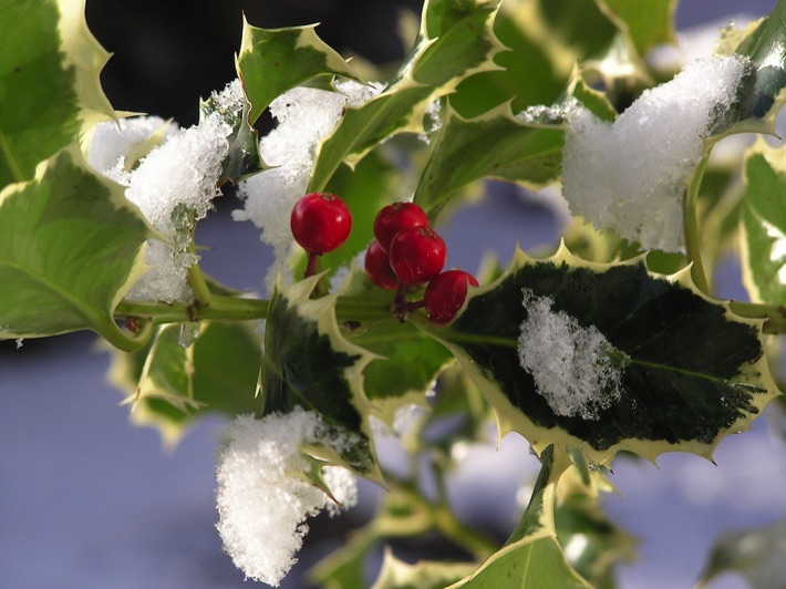 Trees plant a tree for wildlife and wellbeing Little Green Space